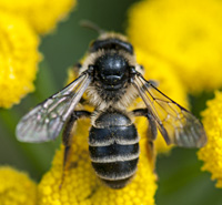 foto van de zandbij Andrena denticulata