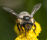 picture of mining bee Andrena denticulata