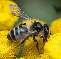 foto van de zandbij Kruiskruidzandbij Andrena denticulata