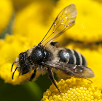 foto van de zandbij Kruiskruidzandbij Andrena denticulata