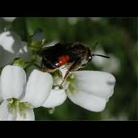 photograph Andrena labiata