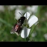 picture Andrena labiata