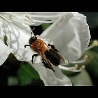 picture Andrena nitida