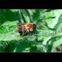 picture Andrena nitida