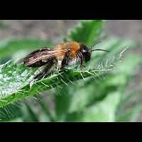 picture Andrena nitida