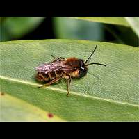 foto Andrena tibialis