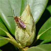 picture Andrena tibialis