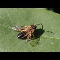 picture Andrena tibialis