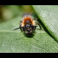 foto Andrena varians